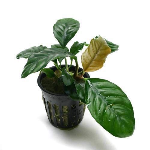 （水草）アヌビアス コーヒーフォリア（トロピカポット）（無農薬）（１ポット分）のサムネイル