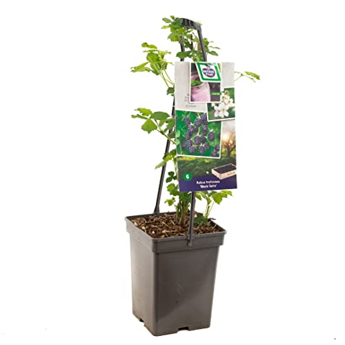 Zarzamora o Planta de la Mora - Planta Frutal Natural y de Crecimiento Rápido