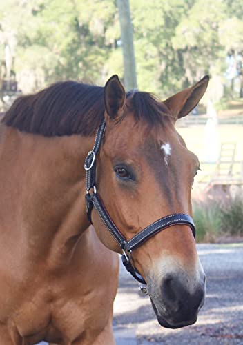 Tack Shack Of Ocala Custom Padded Leather Halter With Customized Engraved Name Plate Option Horse Halter (Horse) #TOP7