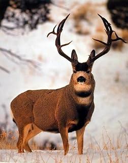 Impact Posters Gallery Mule Deer Buck Big Antler In Snow Wild Animal Art Print Wall Décor Picture (8x10)