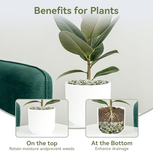 Image of 2.5LB Succulent and Cactus Pebbles, 1 /5 Inch Jade Pebbles for Indoor Plants, Decorative Gravel for Vases, Bamboo, Succulent, Terrarium, Crafts, Cactus