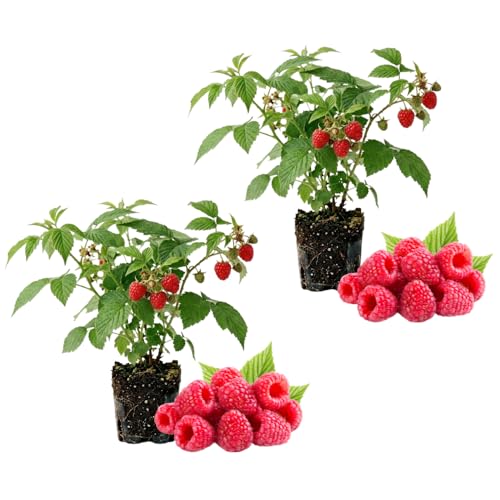 Set of 2 Red Raspberry Plants Live for Planting Thornless Raspberry Live Plant Sweet Berries for Home Orchard 4 Pot Fruit Tree from 4 to 6 Inches Tall