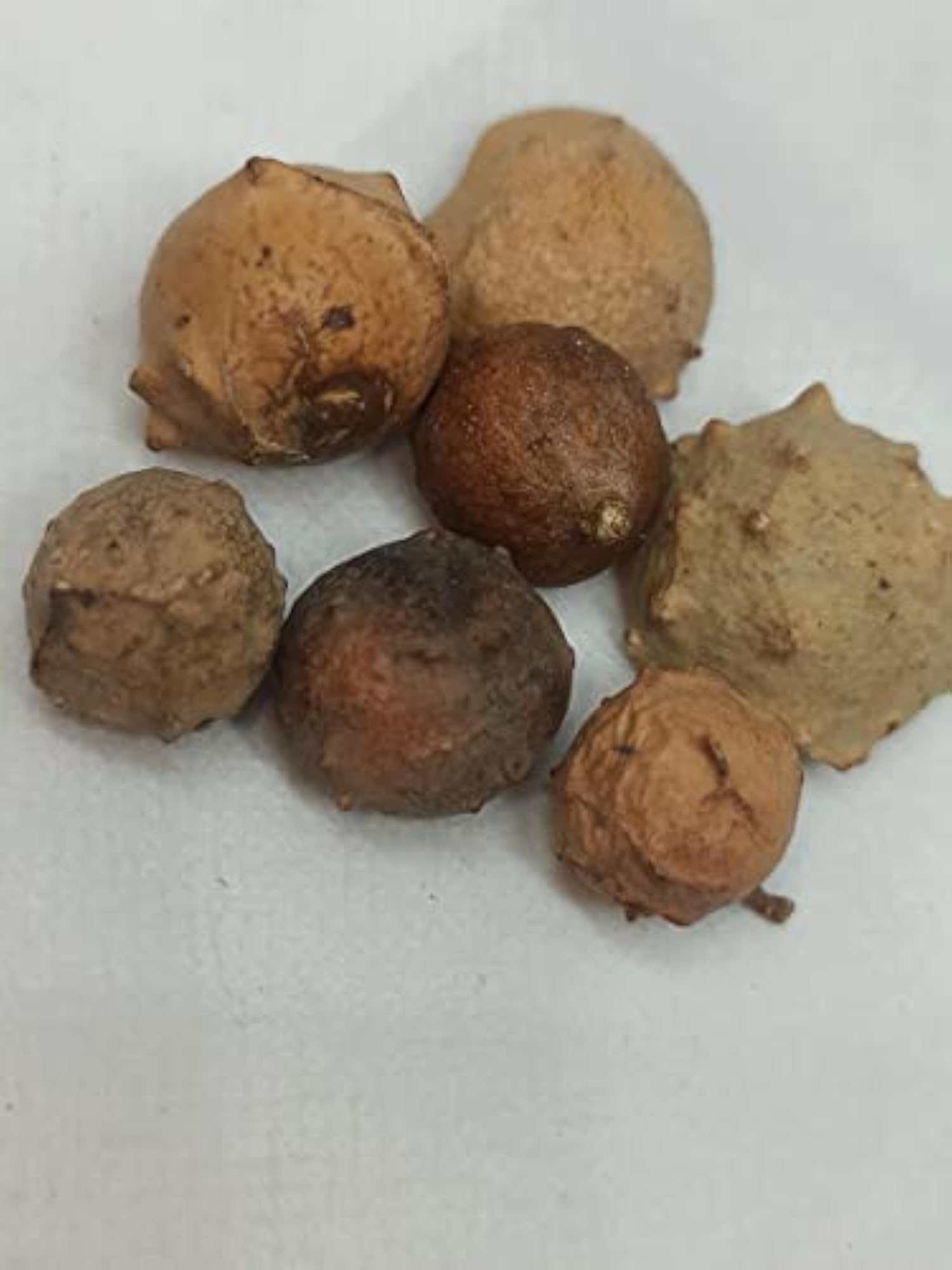 Holly Oak Gall 100 GM, Natural Health Supplement