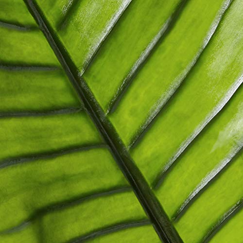 Nearly Natural 5445 63” Travelers Palm Uv Resistant (Indoor/Outdoor) Silk Trees, Green, 63" #TOP6