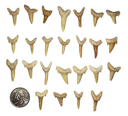 goldnuggetminer 25 Fossilized Shark Teeth in Bag - Fossil Pack