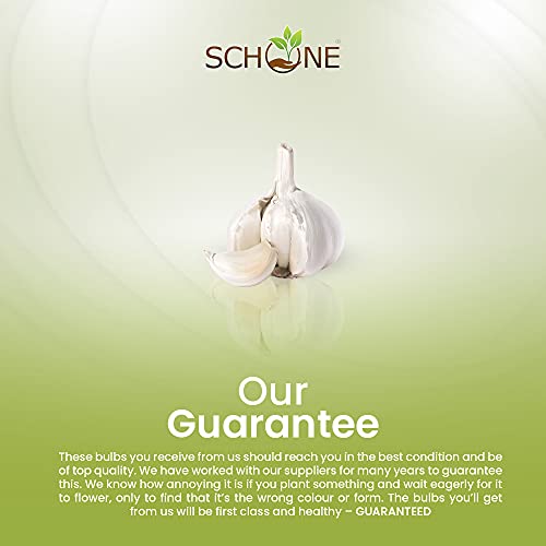 schone 2 x Garlic White Casablanca – Perennial – Easy to Grow Rewarding Crop – with Strong Flavour – Allium Sativum – for Your Beautiful Garden
