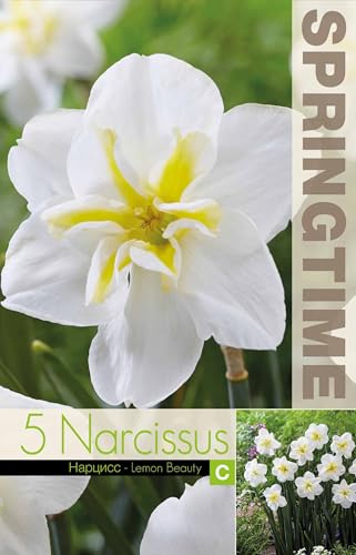 Bulbi di Narcisi Lemon Beauty | 5 bulbi di narciso bianco | narcisi bianchi e gialli | bulbi autunnali | MY PLANTIS | spedito da Italia