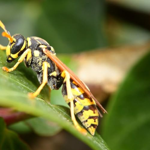 Pod Pick: Coyote Peterson Podcast Por  arte de portada