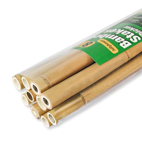 Jollybower 10pcs 1 D Thicker Heavy Duty Bamboo Stakes 8FT Plant Stakes Natural Garden Stakes for Tomato Bean Flowers Trees Potted and Climbing Plant Support