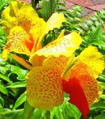 Minnal Traders/Canna lily orange spotted yellow Plant/Baijyanti live Plant (B09QMD9PH5) Amazon Price History, Amazon Price Tracker