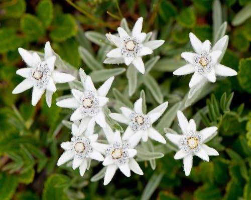 100 Stück weiße Edelweiß-Blumensamen 100 Stück weiße Edelweiß-Blumensamen