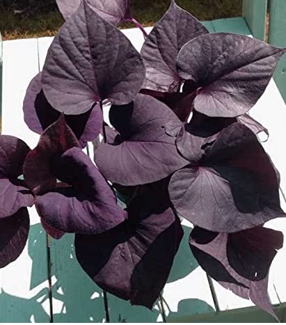 BHARAT HERBS CARE Purple Sweet Potato Vine Ornamental LIVE Plants for