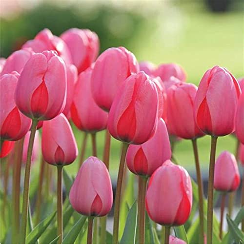 Fragantes Mezcla De Bulbos, FáCiles De Cultivar, Dobles Encantadoramente, De TulipáN, De TulipáN TulipáN Raro Flores, Gran vitalidadde Plantas, de plantación Multicolor-20bulbos-J