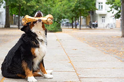Irish Pure Premium Kauknochen vom Rind für Hunde Hund | Vitamine | Premium | Getreidefrei | Sensitiv | Hundeknochen aus Irland (Large-Postmans-Leg)