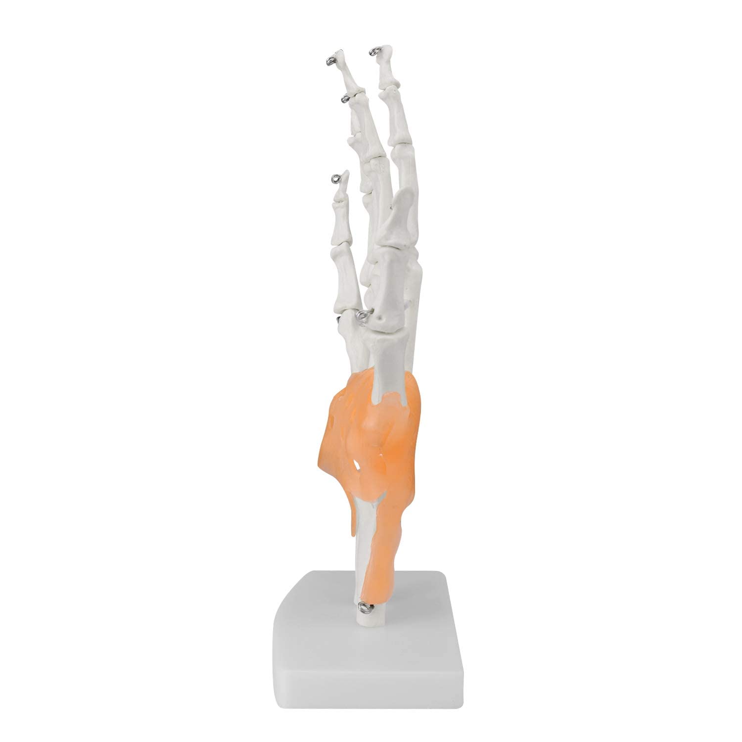 Modello di Anatomia Scheletia Umana Modello di Articolazione Umana 1: 1 Modello di Osso Manuale E Modello Anatomico Naturale Dell'articolazione del Gomito