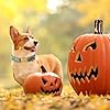 Unique style paws Dog Collar Green Pumpkin Flower Metal Buckle Durable Puppy Collar Halloween for Small Medium Large Boys Girls Dogs #3