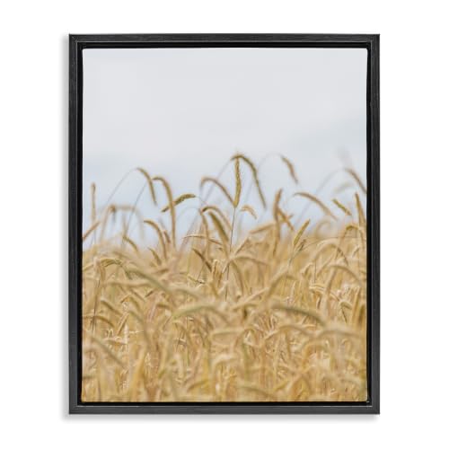 Stupell Industries 'Rural Wheat Field Crops'| Floating Frame Canvas Art