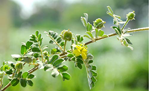 Vi Vethan Siru nerunjil (Puncture vine) powder 100gm