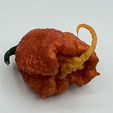 Image of Fresh Carolina Reaper. Brand catalog list of Bohica Pepper Hut. 