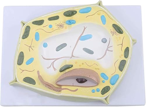CHROX Modelli Medici in PVC, Modelli di Cellule Vegetali, Aumento di 20.000 Volte, Microstrutture Cellulari, Modelli Anatomici, Strumenti di Apprendimento della Biologia, Libri di Testo di Medicina