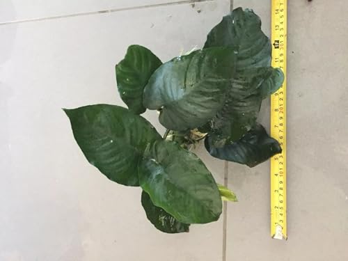 1 Live Anubias Plant from Assorted Potted Anubias, Aquarium, Fish Tank Plant