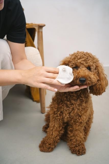 Augenpflege für Hunde – sanfte Reinigung, beruhigt und regeneriert, löst Verkrustungen und Schmutz, spendet Feuchtigkeit, mit Kühleffekt, AUGENPFLEGE von LILA LOVES IT, 30 ml