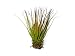 1 GIANT Magnusiana Air Plant (Tillandsia magnusiana) - 5 to 6 inch Tillandsia - EXTRA LARGE Live House Plants for Sale - Indoor Terrarium Air Plants