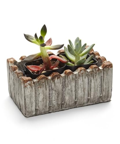 2 in. Live Succulent Gift Set - Two Plants