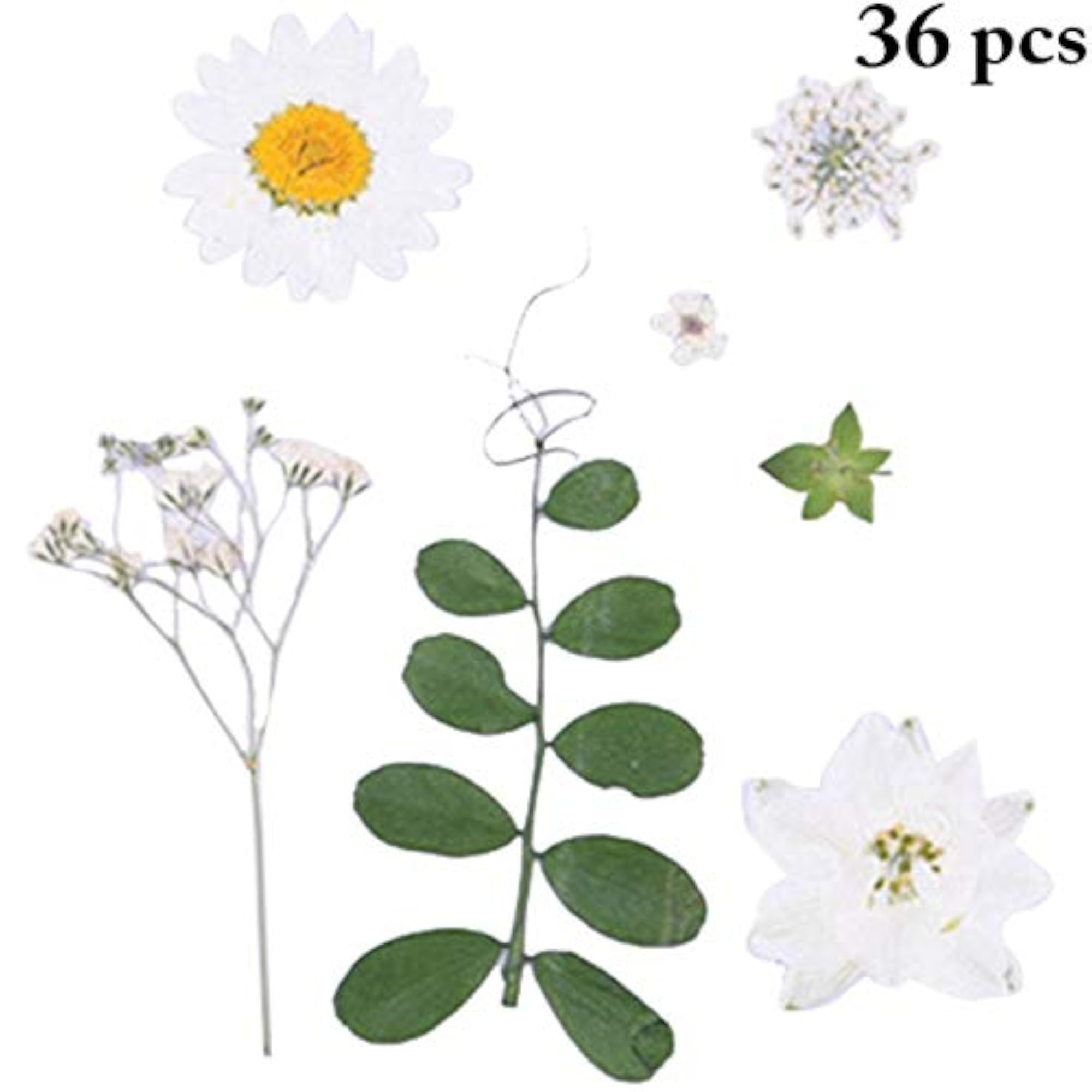 36PCS Mixed Dried Flower Set for Crafting