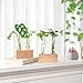 Ivolador Propagation Stations Double Test Tube Plants Terrariums in Wooden Stand Propagation Station for Hydroponic Plants Office Home Decoration
