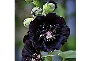Black Marshmallow Plant: Adorn Your Garden with Medicinal Herbs!