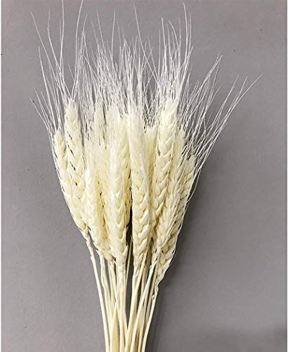 Folhas de trigo secas flores kit com 12 unidades