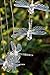 Lainin Solar Powered Dragonfly Wind Spinner Color Changing Wind Chime Mobile Light for Home Outdoor Yard Garden Patio Decoration