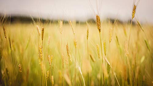 Chiemgaukorn Bio Urgetreide-Mix 1 kg, Bayerischer Reis, Perl-Emmer, Perl-Dinkel, Perl-Einkorn