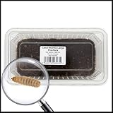 Livefoods4u Calci Worms - Live Food for Reptiles (Large Approx 100) | Live Reptile and Amphibians Food | Livefood