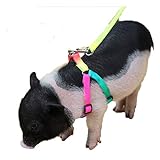 TIANRUOXIAOKE Small Pig Adjustable Harness Leash for Hog Piggy and Other Small Animals -Ferret,...