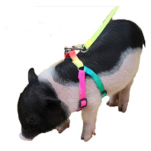 TIANRUOXIAOKE Adjustable Harness Leash for Hog Piggy and Other Small Animals -Ferret, Rabbit, Dog and Similar Small Animals