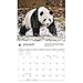 Carousel Calendars, Giant Pandas WWF 2026 Wall Calendar, 14'' X 12'', 16-Month Calendar with Stapled Binding