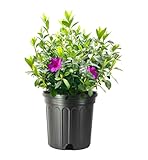 Azalea Purple Formosa | 2 Extra Large 3 Gallon Plants | Vibrant & Lush, Large Purple Blooms, Hardy & Adaptable Shrub for Landscapes, Gardens, or Containers, Low-Maintenance
