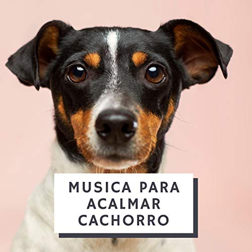 Música Para Cães