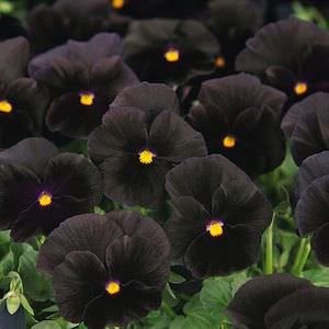 See full amazon price history chart for Creative Farmer Flower Seeds Black Pansy Hybrid Seeds Flower Seeds For Home Garden-100 Seeds Creative Farmer Flower Seeds Black Pansy Hybrid Seeds Flower Seeds For Home Garden-100 Seeds (B01LYCWNYF) Amazon Price History, Amazon Price Tracker