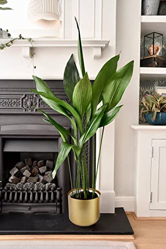 Vixdonos VOX20210325-GOLD Large Gold Planters Metal Aloe Brass-Tone Plant Pots Indoor Decorative Flower Pots thumb #7