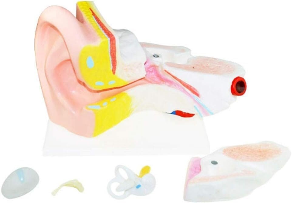 Model Anatomii Ludzkiej Model Anatomii Ludzkiego Modelu Anatomicznego Narządów Wraz Ze Wzrostem 6 -Krotnych Instrumentów Nauczania Materiałów Medycznych