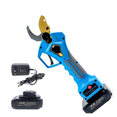 When to cut back broom plant