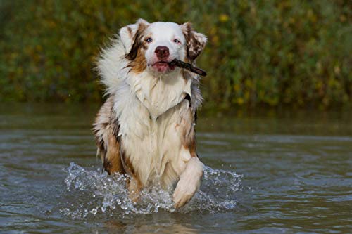 Premium Textil-Leinwand 75 x 50 cm Quer-Format Bekannt wie ein bunter Hund. Australian Shepherd - Familienplaner hoch, Leinwanddruck von SiSta-Tierfoto