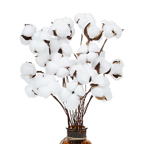 Ruiuzioong Tallos de algodón seco Natural, Estilo Granja, Flores Artificiales, Relleno para decoración de Fiestas (20 Unidades) Cover
