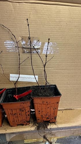 Set of 2 Plants - Honeyberries ‘Aurora’ & ‘Boreal Beauty’ (Lonicera caerulea VAR.edulis) 1 Liter pots