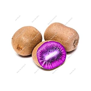 Exotic Fruit Seed Bonsai seedFrutta Re Anti-Aging, di alta qualità Cortile Giardino Costruire Actinidia Seed Facile Grow 300 Pz 9:SEEDS