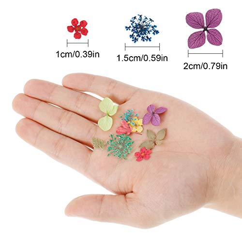 Firtink 144 Stücke Nagel Getrocknete Blume, 4 Box 3D Nägel Kunst Trocken Blumen mit Pinzette Blumen Nagelkunst Aufkleber… – Bild 3