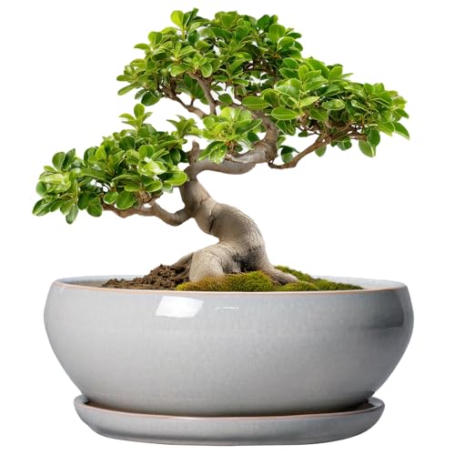 Extra Large Deep Ceramic Bonsai PoT